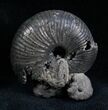 Pyritized Ammonite From Russia - #7283-1